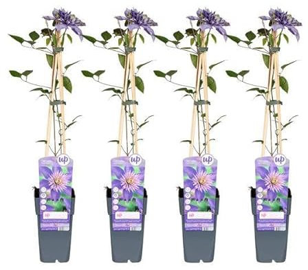 Waldrebe - Clematis Multi Blau - ↨65cm - Ø15cm