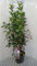 Amelanchier can. 'Rainbow Pillar' - Felsenbirne 50-60 cm Container
