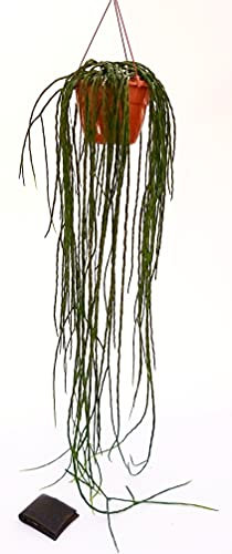 POWERS TO FLOWERS - RHIPSALIS PARADOXA CHAIN, BASKET XXL, pianta vera