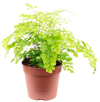 Helecho para mujer, planta de interior real, Adiantum fragrans – Altura aprox. 25 cm, diámetro de maceta 12 cm