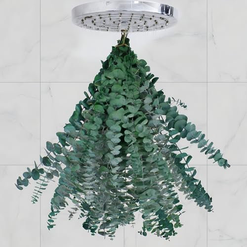 20 Stück getrockneter Eukalyptus für die Dusche – echte Eukalyptusstiele, frische natürliche Blätter & aromatisch