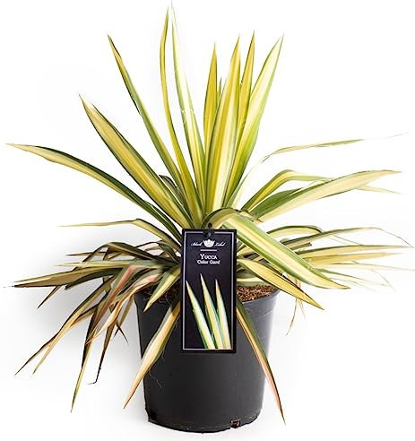 POWERS TO FLOWERS - YUCCA FILAMENTOSA COLOR GARD, VASO 20CM DIAMETRO, pianta vera