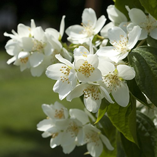 Müller Münchehof GmbH Duft-Jasmin im Topf/Container Größe 60 bis 80 cm