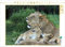 CALVENDO Puzzle Löwen – Mutterglück 1000 Teile Puzzle quer | 1000 Teile Lege-Größe 64 x 48 cm Foto-Puzzle für glückliche Stunden