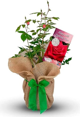 Rose Bush 'Happy 30th Birthday - Gift for A Loved Ones Birthday - Birthday Rose Bush for The Garden
