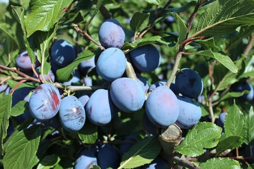 Haroma, Aromapflaume, kleinbleibender Pflaumenbaum, 120-140cm im 10L Topf