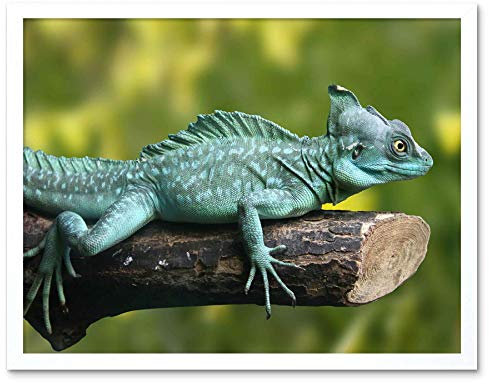 Wee Blue Coo Photograph Nature Animal Lizard Reptile Plumed Basilisk Art Print Framed Poster Wall Decor Kunstdruck Poster Wand-Dekor-12X16 Zoll