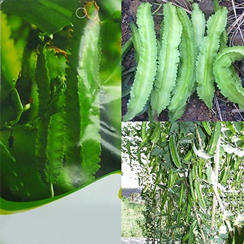 seedsown 20Pcs DIY Spargel Erbsensamen Goabohne Bio-Garten Köstliche Gemüse Wunderbare Garten Geschenke