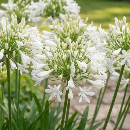Afrikanische Schmucklilie Winterhart Pflanze - Weiß Blumen - 3 stück