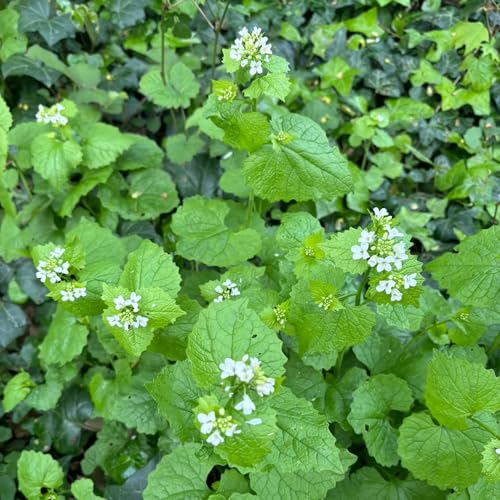 150 pcs knoblauchsrauke samen bio, gartenkräuter samen, balkongewächshäuser (Alliaria petiolata) kräuterbeet, balkon seltene samen, kräutergarten küche samen gemüse, hochbeet gemüsesamen