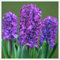 Bulbo Di Giacinto,Giacinto Bulbi,Bulbi Giacinto In Vaso,Fiore Reciso Perenne,Profumato,Decorativo,Da Giardino-2bulbi-H