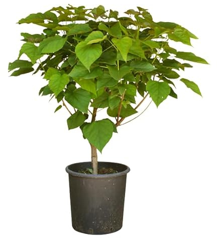 Plante Catambra en buisson, Anti-moustiques d'intérieur Ambrogio Italie, 2 ans, en pot