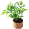 UPKOCH Miniature Model Tiny Bonsai Plant Pot for Dollhouse Decoration for Boys and Girls Pretend Play Landscape Decor and Home Ornament