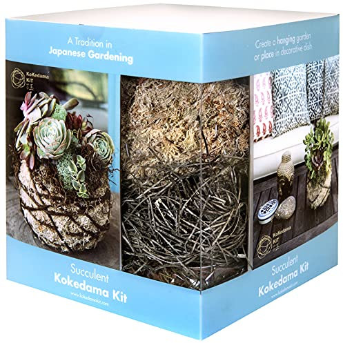 Sukkulente kokedama Kit