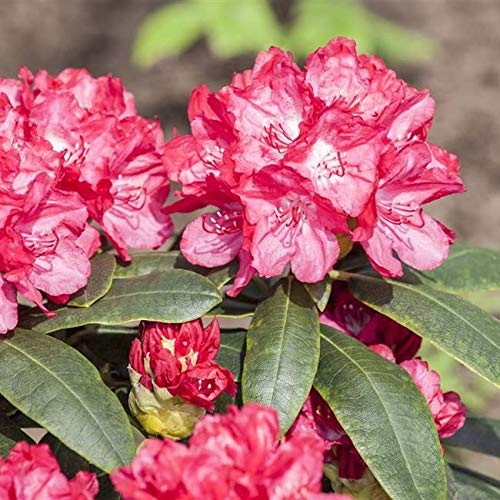 Rhododendron yak. Astrid Alpenrose 30-40cm im Topf gewachsen