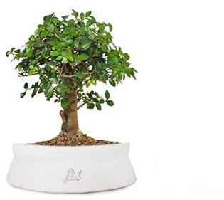 Olmo Bonsai Altezza 25 cm, Bonsai di Zelkova, Pianta Vera, per Interno ed Esterno - Vaso Artigianale di Terracotta - Bianco Space