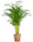 Areca Palme (dypsis) - Goldfruchtpalme - Zimmerpflanze - Ø24cm - ↑120cm + Korb Torun