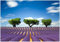 Wallario Vliestapete Fototapete Abstraktes lila Blumenfeld mit Lavendel - Wandtapete Größe: 200 x 140 cm