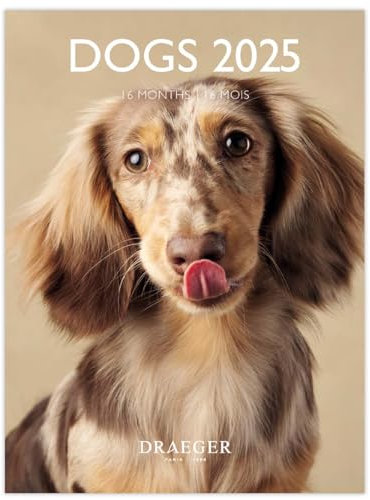 Draeger Paris – Kleiner Wandkalender 14 x 18 cm 2025 – September 2024 bis Dezember 2025 – 7 Sprachen – September 2024 bis Dezember 2025 – 12 Fotos verfügbar – Hunde – Organisation Ihrer Tage