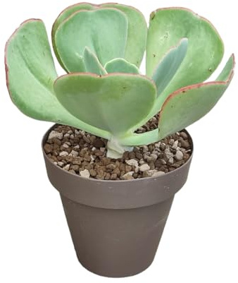 Vivaio Garden Forest, Echeveria gigantea – Pianta grassa succulenta grande da interno/esterno, Rosetta gigante 40–50 cm, Foglie con sfumature rosate, Fiori rosso-aranciati, Facile da coltivare