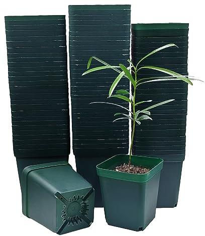 RooTrimmer Nore Lot de 100 Pots carrés en Plastique pour Plantes Grasses Vert 8 cm