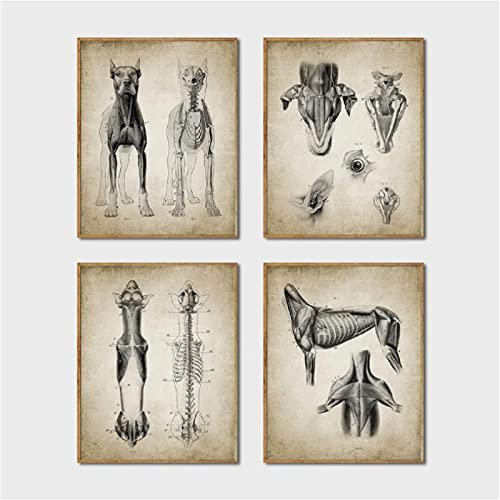 AIVYNA Hund Anatomie Poster Vintage VeterinäR Geschenke Tiermedizin Leinwand Malerei Wandkunst Bilder BüRo Dekor Rahmenlos
