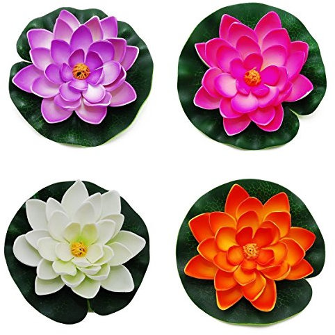 Lotusmoos, Seerose, Teich, schwimmend, mittel, elegant und beliebt