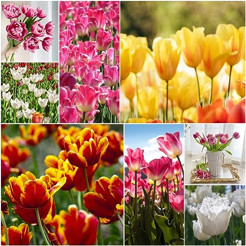 20 pcs tulpenzwiebeln bio - deko wohnzimmer modern gartenpflanzen tulpenzwiebel,tulpen zwiebeln winterhart mehrjährig, ausgefallene geschenke blumendeko bonsai topf luftreinigende