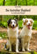 Der Australian Shepherd