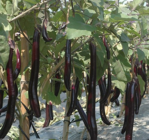 Organic Non-GMO ( Ping Tung Long Eggplant) 12-18” fruit ,Don't need to be peeled