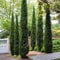 YouGarden Italian Cypress Trees, Set of Two Established Plants in 20cm Pots, Already 90-120cm Tall, Ready to Plant Ornamental Evergreen Shrubs, Supplied as a Pair of Cypress Trees for Gardens