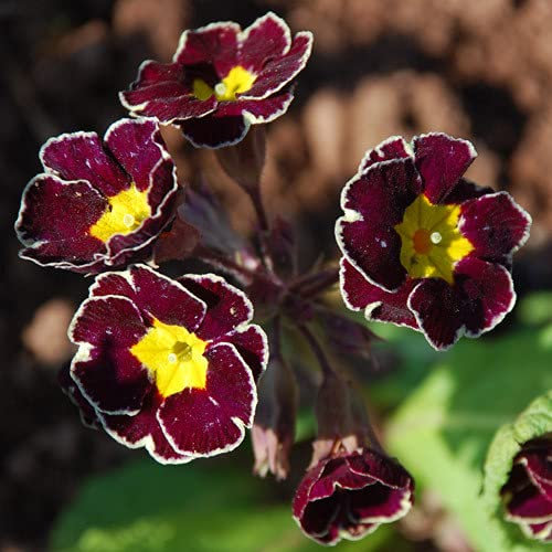 Plant World Seeds - Primula Vulgaris 'Victorian Silver Lace' Seeds (Perennial Flower Seeds)