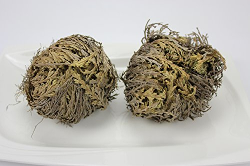 1000Kräuter Rose von Jericho (Selaginella) (5 Stück)
