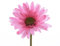 Kaemingk Seidenblume Gerbera 50cm pink