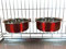 Ellie-Bo Paire de Chien Bols pour caisses/Cages ou stylos,