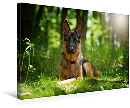 CALVENDO Deutscher Schäferhund
