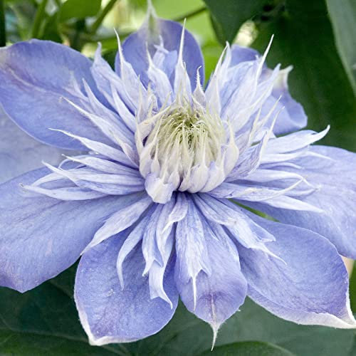 Clematis Blue Light | Hardy Deciduous Climbing Outdoor Garden Plant in 9cm Pot