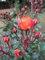 Rosa Phoenix ® - Stammrose Phoenix ® - Kordes Rose