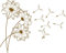 GRAZDesign Wandtattoo Pusteblume groß Wohnzimmer Schlafzimmer Aufkleber Wandaufkleber - 71x57cm / 091 gold