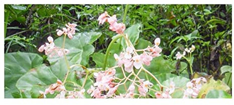 Pcs - 10x Begonia Plebeja Fleurs Jardin Plantes - Graines ID341 - Seeds & Plants Shop by Ipsa