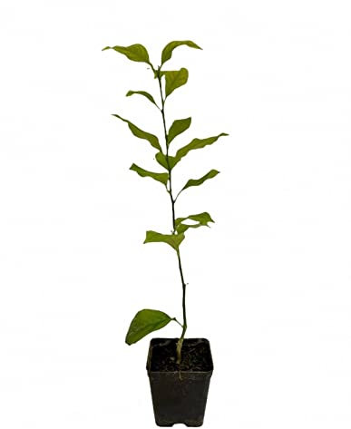 Pianta di Limone - Dimensione Vaso Vaso 7cm