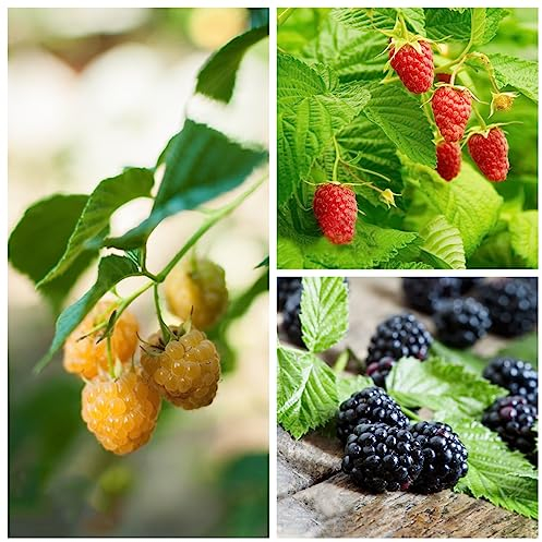 200 Samen Himbeeren Pflanzen Winterharte Kübelpflanzen Himbeeren Pflanzen Winterhart Bio Saatgut, Balkon Pflanze Säulenobst Winterhart, Samen Spalierobst, Hochbeete Für Garten Exotische