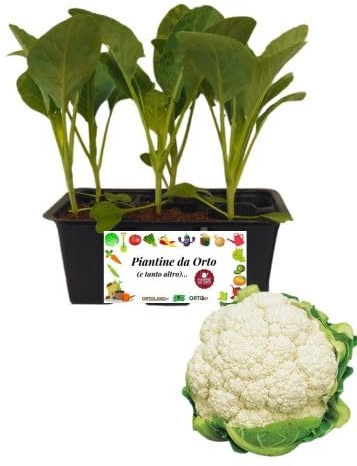 P. Piantine da Orto | Cavolfiore, Pianta da Orto o Balcone Pronta al Trapianto, Kit da 6 Piantine, Pianta Vera da Esterno, Vivaio Italiano