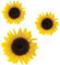 LightningSigns Sunflower flower Stickers,car, van, wall art, laptop Wheelie Bin Fridge Decals