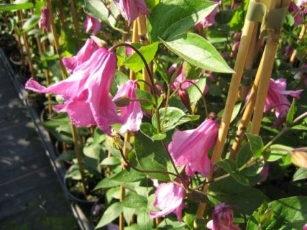 Clematis integrifolia Aljonushka (60-100 cm) - Waldrebe/Klematis