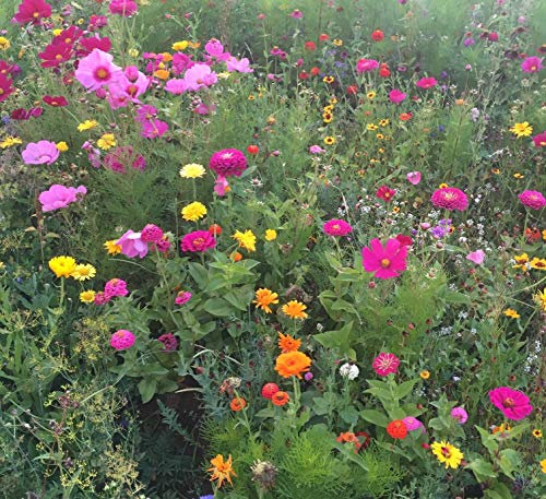 Bienenwiese Bienenweide Honigweide Miel Die Honigspenderin Blumenwiese für ca. 30-50 m², 100 Gramm