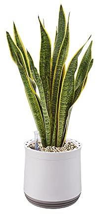 AIRY Pot M mit Bogenhanf & 6-L Airy Base Substrat • Natürlicher Luftreiniger filtert Schadstoffe, Allergene & Gerüche • Ideal für Räume mit ca. 20qm • Made in Germany, 2306-603 antikweiss-grau