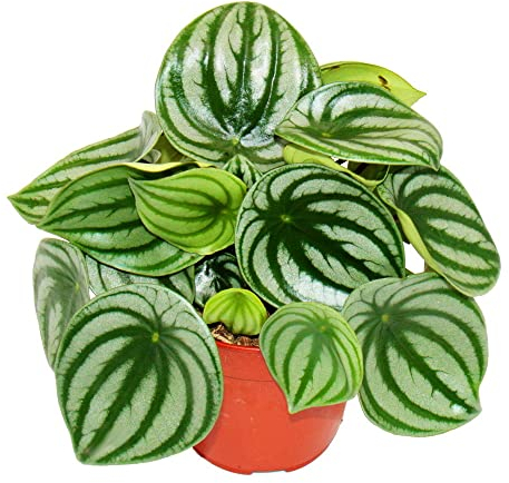 Exotenherz Peperomia argyreia Watermelon - Wassermelonen-Zwergpfeffer - im 12cm Topf