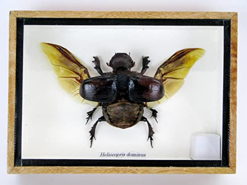 asiahouse24 Echte präparierte und riesige Insekten, Cicaden und Krabbler im Schaukasten aus Holz hinter Glas (Heliocopris Dominus)