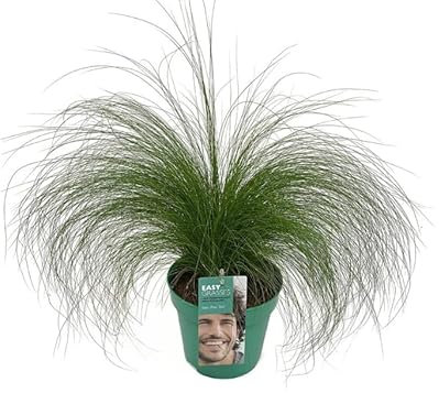 Stipa Natural Planta de Exterior de Riego Moderado